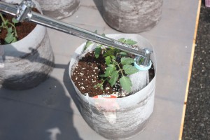 ミニトマトの定植４