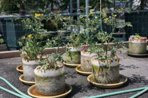 バイオマス栽培キットで栽培しているミニトマト