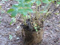 地中にて栽培されたハマナス植栽時このまま植え付けます。